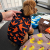 Camisola de malha para cão