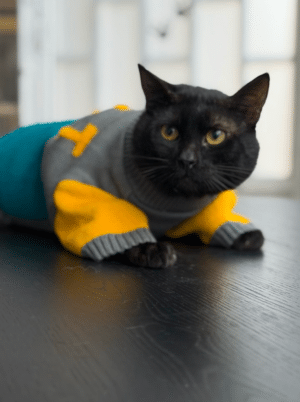 Camisola de Malha Exclusiva para Gatos – "Style & Comfort"