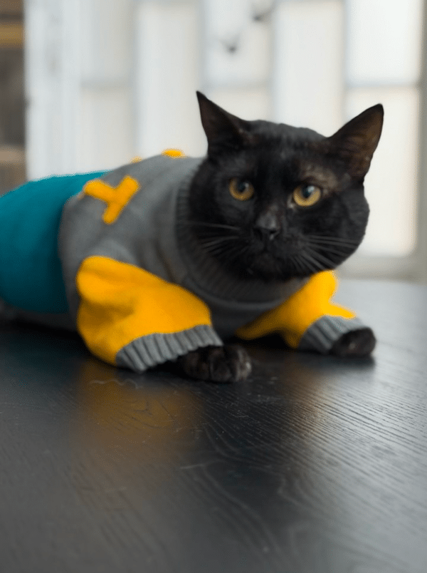 Camisola de Malha Exclusiva para Gatos – "Style & Comfort"
