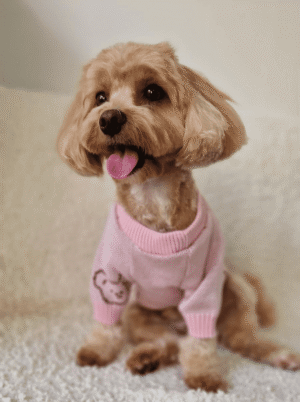 Camisola de Malha para Cão – Ursinhos Rosa