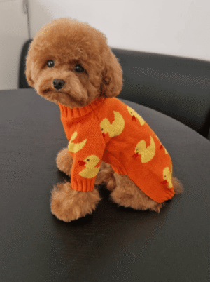 Camisola de Malha para Cão – Padrão Patinhos