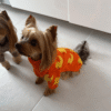 Camisola de Malha para Cão – Padrão Patinhos