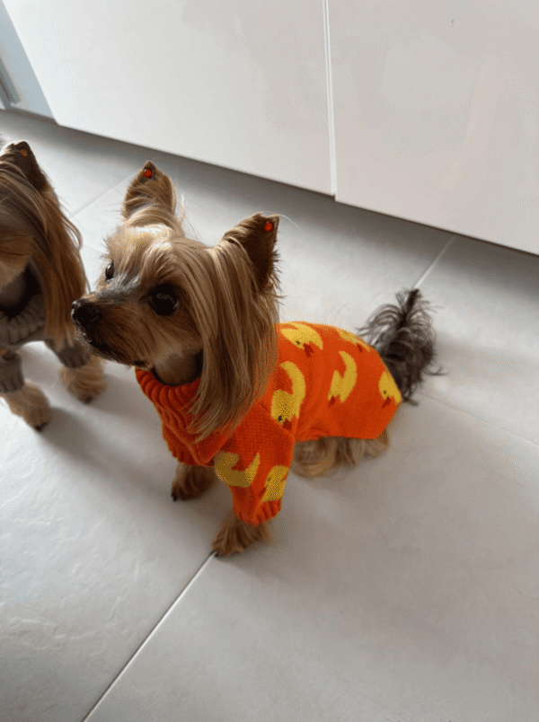 Camisola de Malha para Cão – Padrão Patinhos